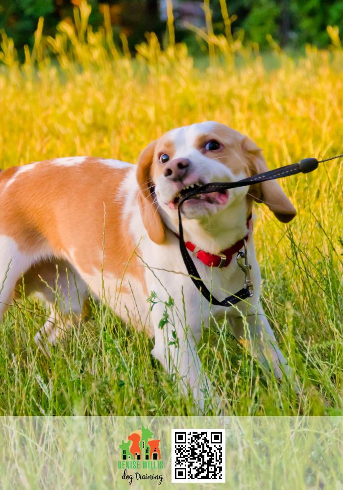 We can help with your dog pulling on your leash.