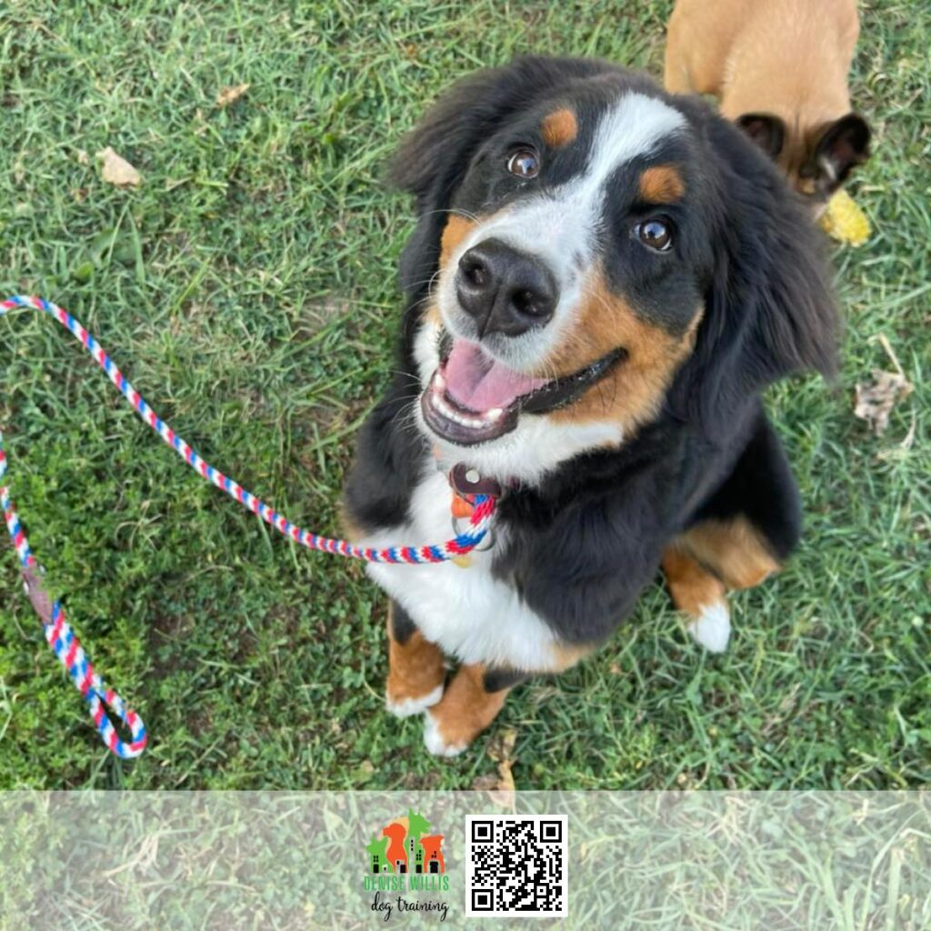 Benefits of Service Dog Training
