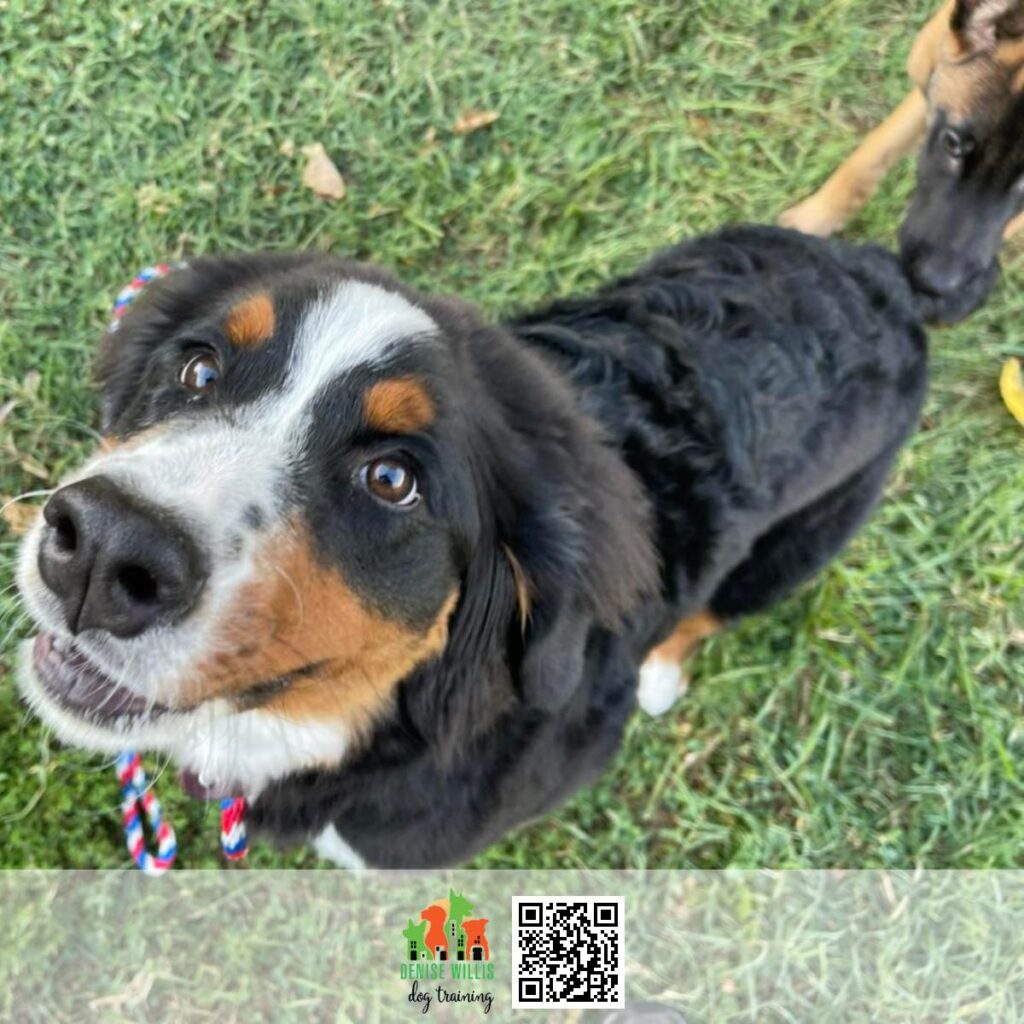 Top Rated Private Dog Trainer