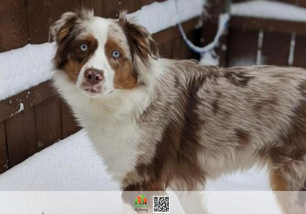Expert and Experienced Dog Trainers Near Me in Baltimore