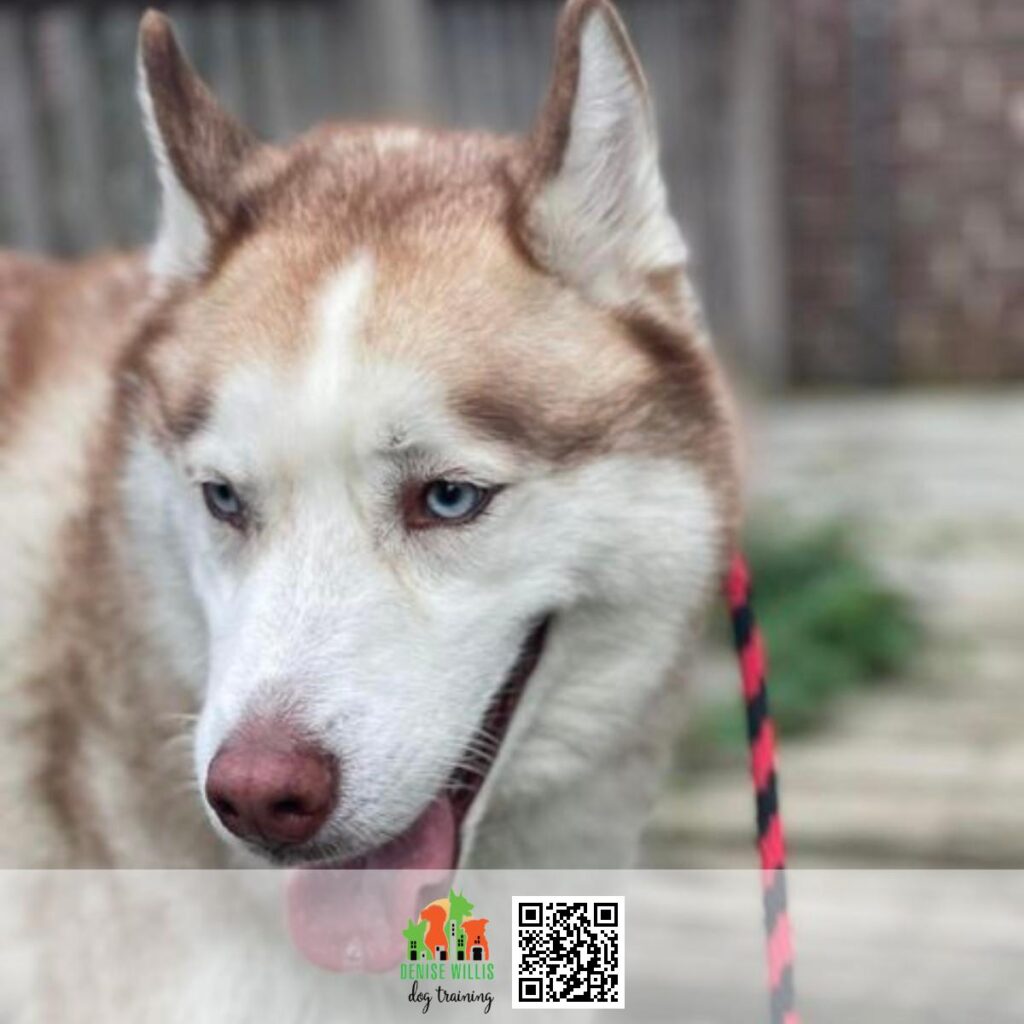 Experienced Dog Training Services for Nervous Dogs Near Me In Baltimore