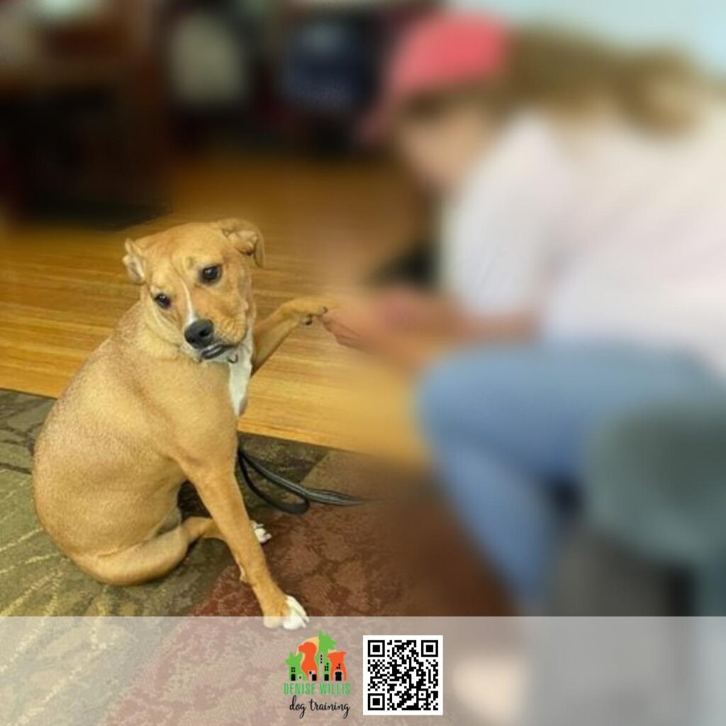 Skilled Private In Home Dog Training Services