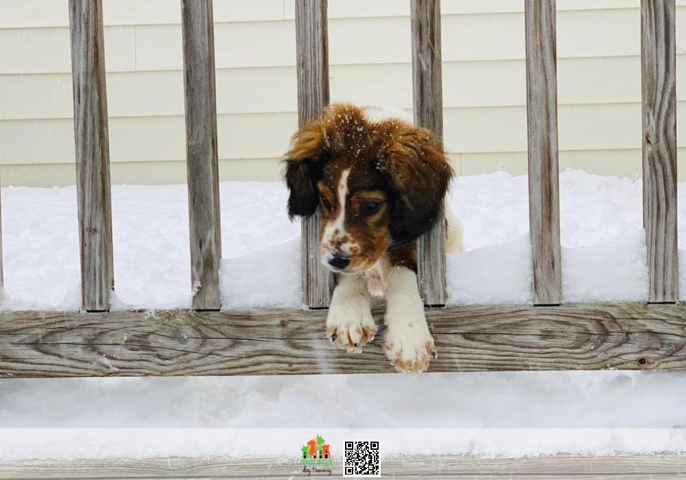 Expert Puppy Training Services Near Me in Maryland