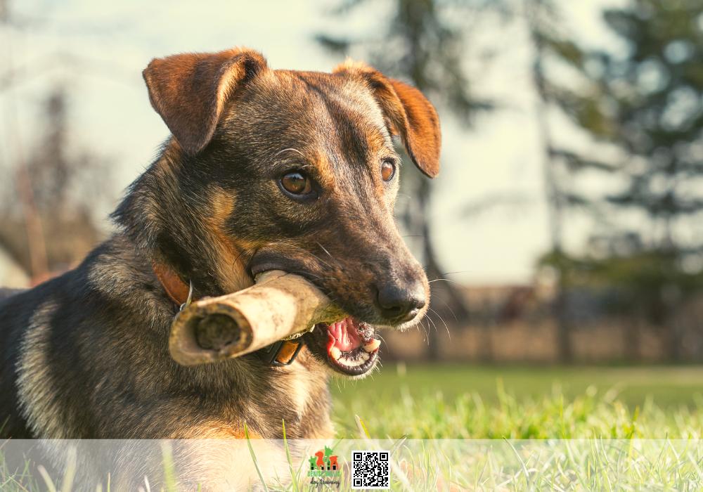 Best Dog Trainer in Baltimore MD for Resource Guarding Behaviors
