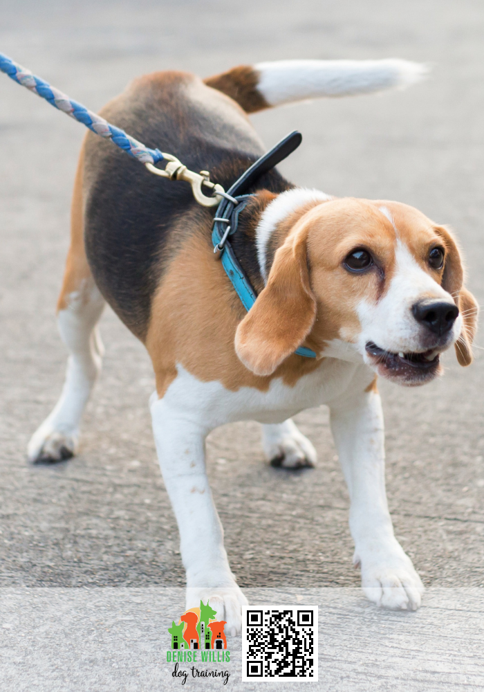 Best Dog Trainer for leash control near me