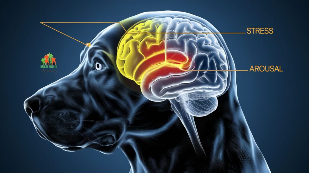 Vector illustration of a dog's brain with highlighted areas representing stress and arousal