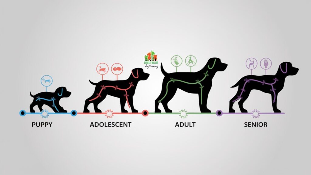 Vector illustration showing hormonal changes affecting dog aggression through different life stages